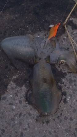 磯ノ浦　エギングでアオリイカ、暗くなる30…