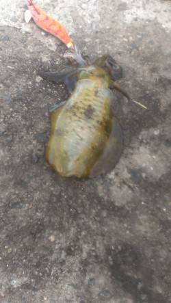 田ノ浦漁港でエギング　台風後からいい感じで…