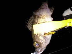 樽井漁港　アジングでアジ・メバル・ガシラ　…