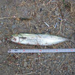 舞洲　タチウオ狙いでしたがサゴシの釣果