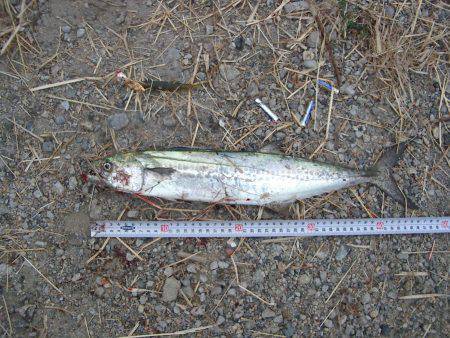 舞洲　タチウオ狙いでしたがサゴシの釣果