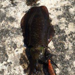 浦サンビーチ　エギングでアオリ狙い釣行もちょい渋め？