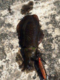 浦サンビーチ　エギングでアオリ狙い釣行もちょい渋め？