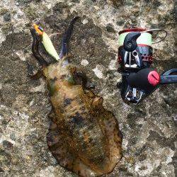 浦サンビーチ　エギングでアオリ狙い釣行もちょい渋め？