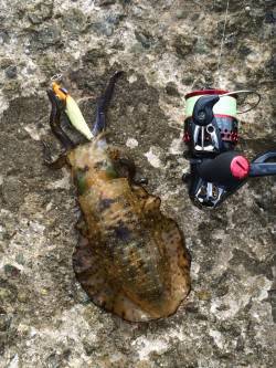 浦サンビーチ　エギングでアオリ狙い釣行もち…