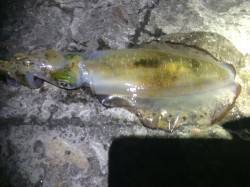 田井　エギング開始早々アオリイカ23cm、…