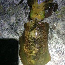 田井　エギング開始早々アオリイカ23cm、活性高く順調に15杯♪