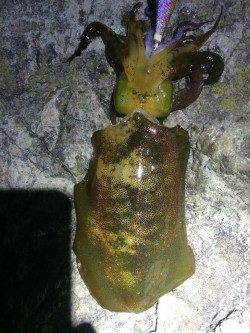 田井　エギング開始早々アオリイカ23cm、活性高く順調に15杯♪