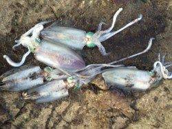 田井　エギング開始早々アオリイカ23cm、活性高く順調に15杯♪