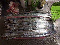 南港周辺の車横付けポイントで家族でタチウオ狙い