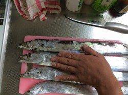 南港周辺の車横付けポイントで家族でタチウオ狙い