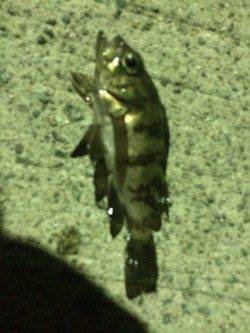 淡輪漁港でライトゲーム　外向きでアジ、ボトムを攻めるとメバル