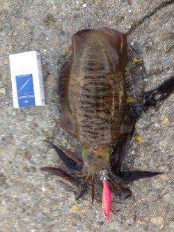 林崎漁港エギング　今季最大の胴長23cm、600gのアオリイカ♫