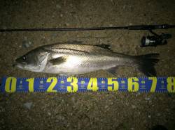 落ち鮎シーズン　円山川ナイトゲームでシーバ…