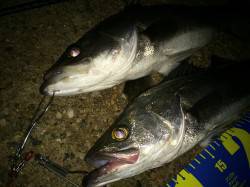 50UP1本と60UP1本　活性が上がった…