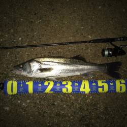 円山川シーバス60UP　狙い通りに食わせた…