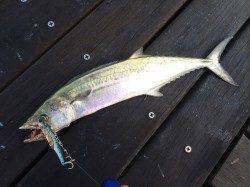 コスモで出勤前釣行　今朝は太刀魚気配なし　青物狙いでサゴシ2匹ゲット