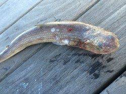 南港周辺で出勤前釣行　バイブレーションで探り太刀魚2本とエソ1匹