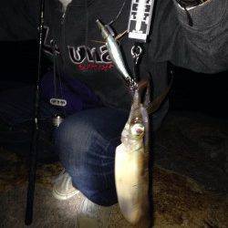 林崎漁港でのエギング　棚は表層でした