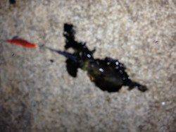 松江～藤江週へンにてエギング　ナチュラルカラーからレッドに変えるとアタリ