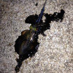 松江～藤江週へンにてエギング　ナチュラルカラーからレッドに変えるとアタリ