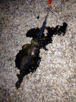 松江～藤江週へンにてエギング　ナチュラルカラーからレッドに変えるとアタリ