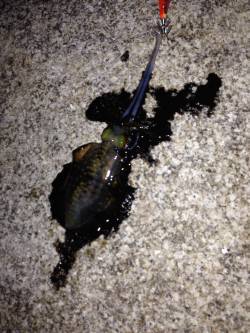 松江～藤江週へンにてエギング　ナチュラルカ…