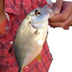 泉佐野　短時間のメッキ狙い釣行　ボイルで良型メッキをキャッチ