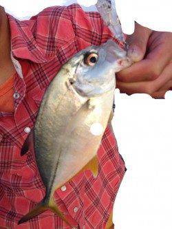 泉佐野　短時間のメッキ狙い釣行　ボイルで良型メッキをキャッチ