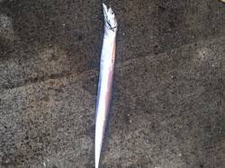 汐見で太刀魚釣り　イワシの群れを見つけて1…