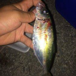 小島漁港内は激アツです！　ライトゲームでアジ・ガシラ