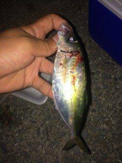 小島漁港内は激アツです！　ライトゲームでアジ・ガシラ