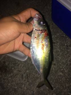 小島漁港内は激アツです！　ライトゲームでア…