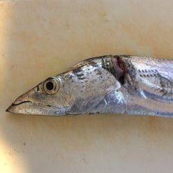 兵庫突堤　ウキ釣りでタチウオ、やや大きめのサンマの切身をひとのみに