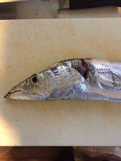 兵庫突堤　ウキ釣りでタチウオ、やや大きめのサンマの切身をひとのみに
