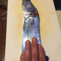 兵庫突堤　ウキ釣りでタチウオ、やや大きめのサンマの切身をひとのみに