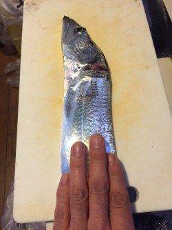 兵庫突堤　ウキ釣りでタチウオ、やや大きめのサンマの切身をひとのみに