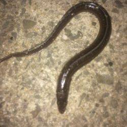 箱作漁港　青イソメでアナゴ釣り