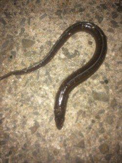 箱作漁港　青イソメでアナゴ釣り