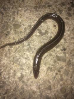 箱作漁港　青イソメでアナゴ釣り