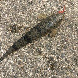 淡輪漁港でライトゲーム　外向きでアジ、ボトムを攻めるとメバル