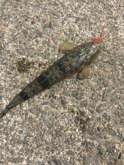 淡輪漁港でライトゲーム　外向きでアジ、ボトムを攻めるとメバル