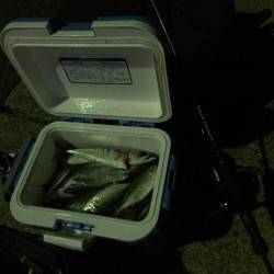 兵庫突堤　アジング・ワインドでクーラー満タ…