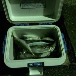 神戸港周辺へアオイソメで釣行　飽きることな…