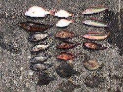 須磨　落とし込みで6目釣りの美味しい釣果