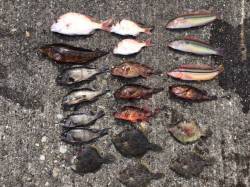 須磨　落とし込みで6目釣りの美味しい釣果