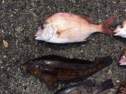 須磨　落とし込みで6目釣りの美味しい釣果