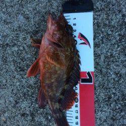 須磨でハゲ狙いでの落とし込み　ガシラ、メバルは時間帯により入れ食い！