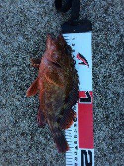 須磨でハゲ狙いでの落とし込み　ガシラ、メバルは時間帯により入れ食い！