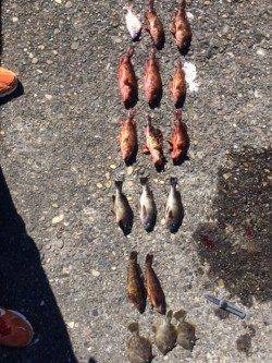 須磨でハゲ狙いでの落とし込み　ガシラ、メバルは時間帯により入れ食い！